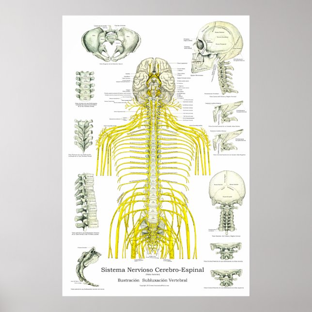 Poster Espanhol Nervos Espinhais Subluxações Chiropractic (Frente)