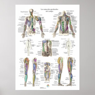 Poster espanhol para Anatomia Muscular Profunda