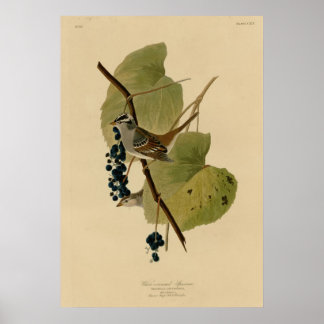 Poster Espantalho branco coroado