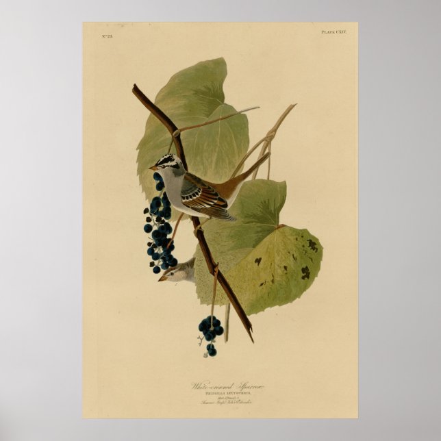 Poster Espantalho branco coroado (Frente)