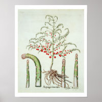 Espargos comuns em flores e frutas, do "Ho