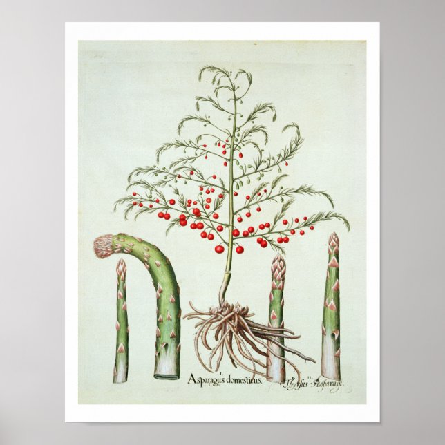 Pôster Espargos comuns em flores e frutas, do "Ho (Frente)