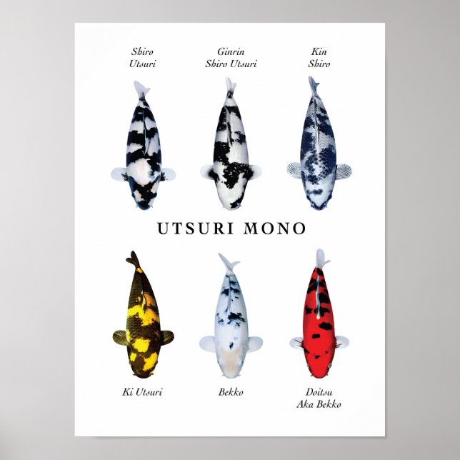 Poster Espécie cartaz de carpas japonesas: Utsurimono (Frente)