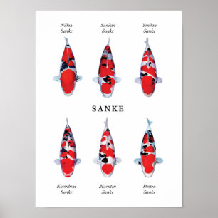 Poster Espécie cartaz de koi japonês: Sanke