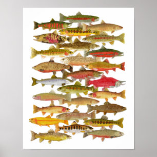 Poster Espécie da truta & dos salmões