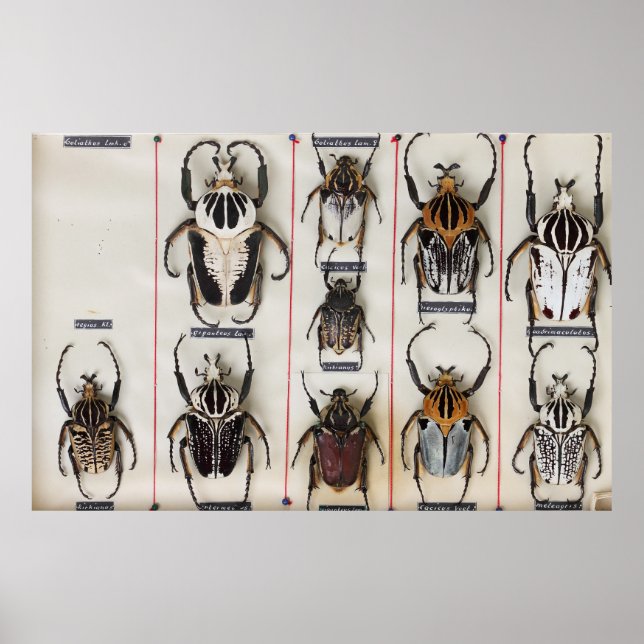 Poster Espécie de besouro Bug Inseto fotografia da nature (Frente)