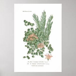 Poster Espécie de Sedum