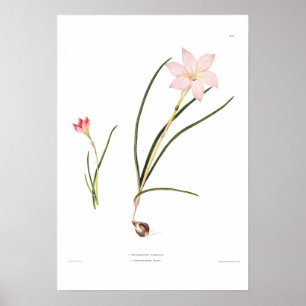 Pôster Espécie de Zephyranthes