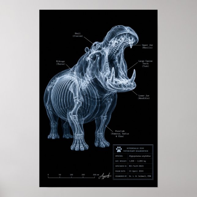 Poster Espécime de Hipopótamo de Raio-X do Zoológico (Frente)
