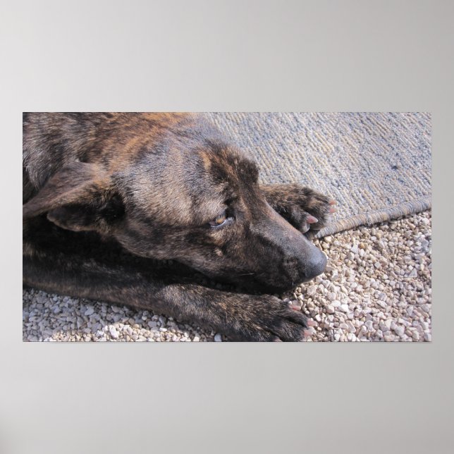 Poster Esperança Para Uma Casa Para Sempre (Frente)