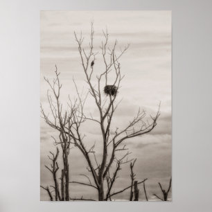 Pôster Esperando a vida