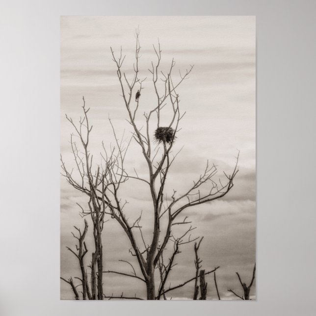 Pôster Esperando a vida (Frente)