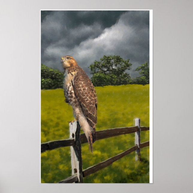 Pôster Esperando pela Tempestade - Falcão da cauda vermel (Frente)
