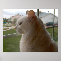 Esperando pelo meu humano