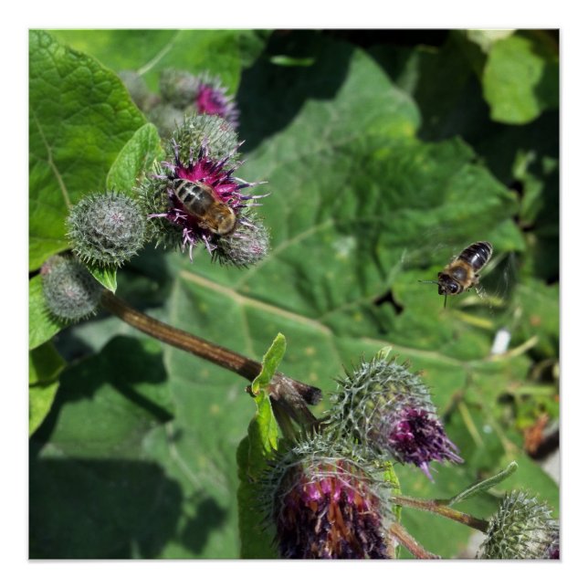 Pôster espere por mim (Frente)