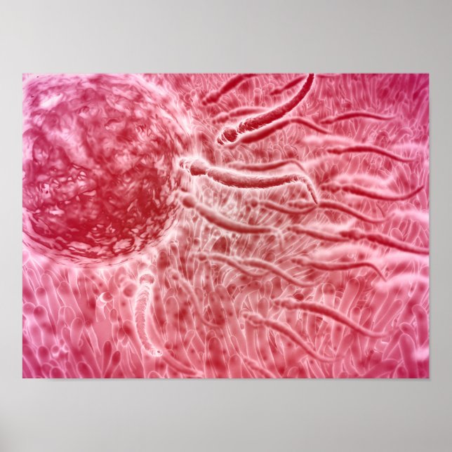 Poster Esperma Viajando Em Direção Ao Ovo Com Cellia (Frente)