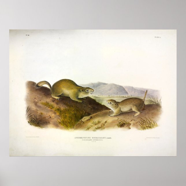 Poster Espermófilo de Richardson, Esquilo Terrestre, Audu (Frente)