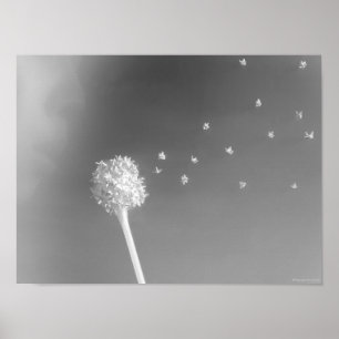 Poster Espírito do Vento