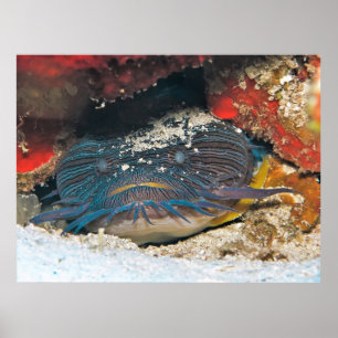 Poster Esplendido de peixe-espada
