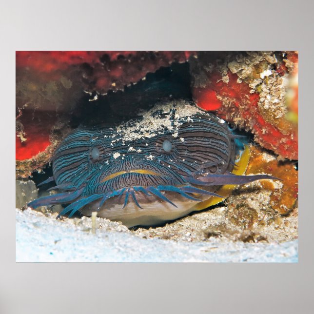 Poster Esplendido de peixe-espada (Frente)