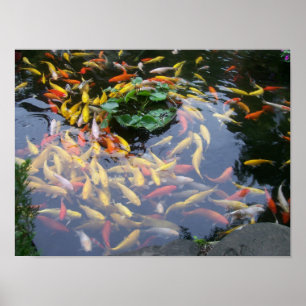 Pôster Esplendor de Koi