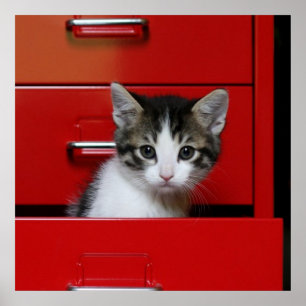 Pôster Espreitar do gatinho