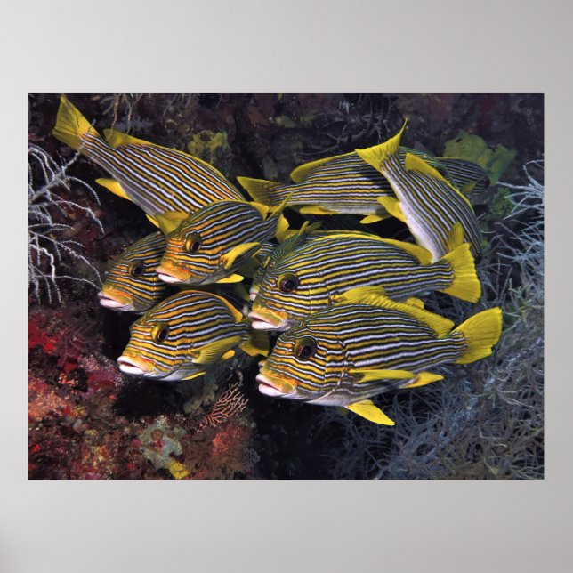 Poster Esquadrão de Leituras Doces (Frente)