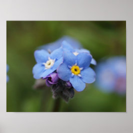 Pôster Esqueça-me, não para sempre e para sempre!