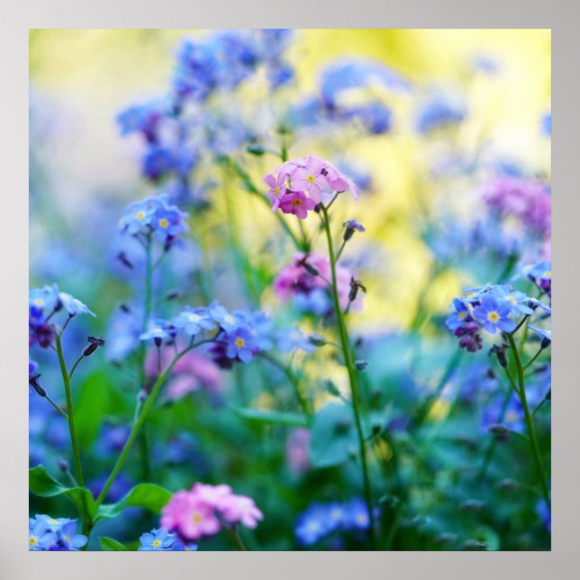 Poster Esqueçam-me-não-flores (Frente)