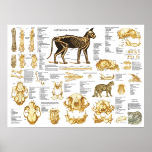 Poster esqueletal 18 x 24 da anatomia do crânio d