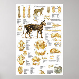 Poster esqueletal 24 x 36 da anatomia do crânio d