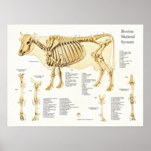 Poster esqueletal bovino da anatomia da vaca