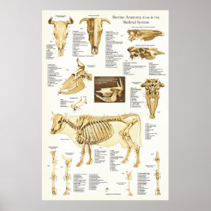 Poster esqueletal bovino da anatomia do boi da