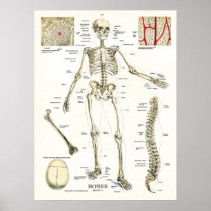 Poster esqueletal humano da anatomia