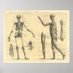 Poster Esqueleto da anatomia e músculos humanos do corpo