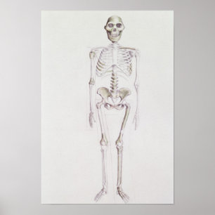 Poster Esqueleto de Australopithecus africanus
