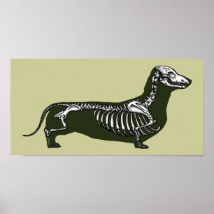 Poster esqueleto de dachshund