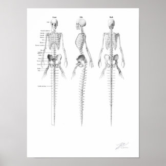 Poster Esqueleto de Sereia
