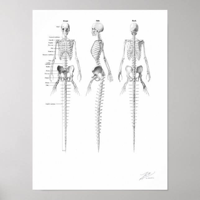 Poster Esqueleto de Sereia (Frente)