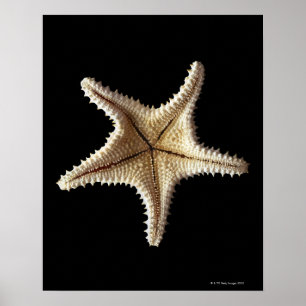Poster Esqueleto de Starfish, close-up