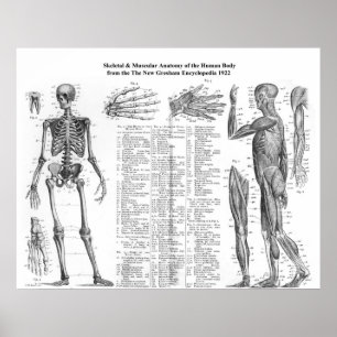 Pôster Esqueleto Humano e Anatomia Muscular de 1922