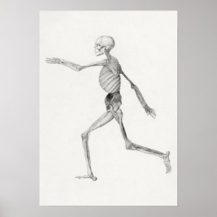 Poster Esqueleto Humano, Vista Lateral (1795–1806)