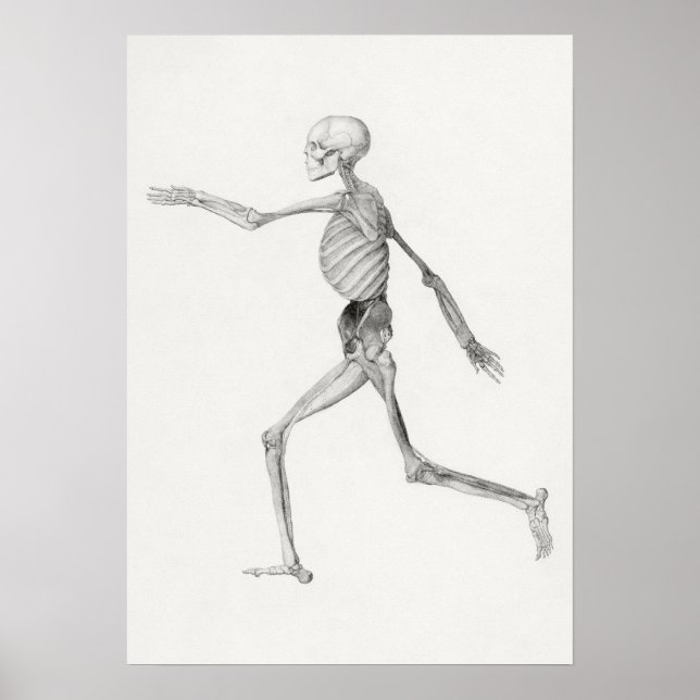Poster Esqueleto Humano, Vista Lateral (1795–1806) (Frente)