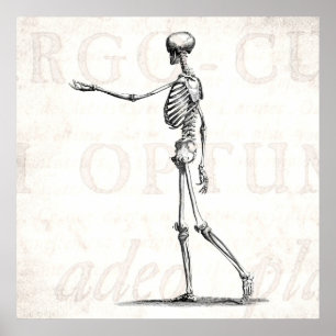 Poster Esqueletos antigos de esqueleto da anatomia dos