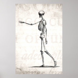 Pôster Esqueletos antigos de esqueleto da anatomia dos