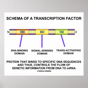 Pôster Esquema De Fator De Transcrição (Proteína)