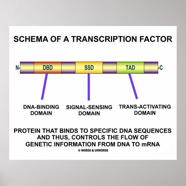 Pôster Esquema De Fator De Transcrição (Proteína) (Frente)