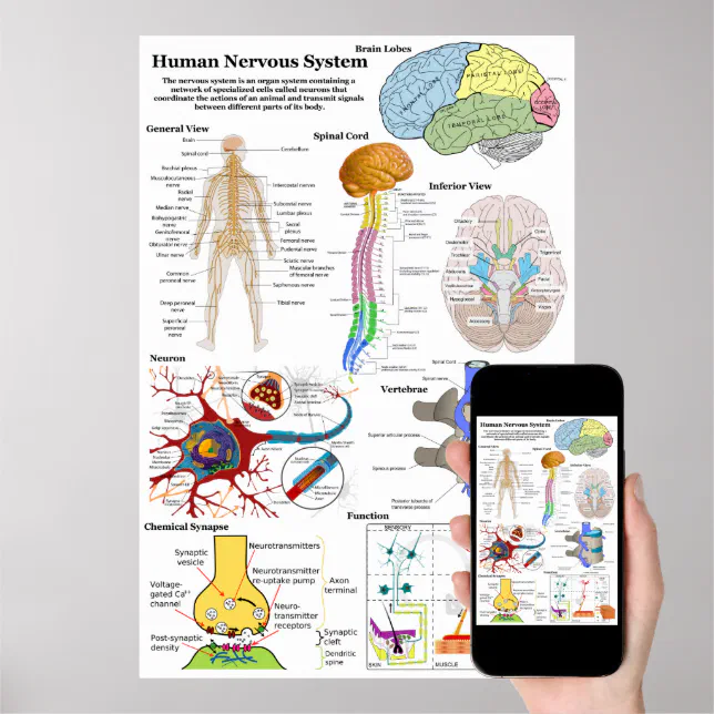 Poster sistema nervoso periferico