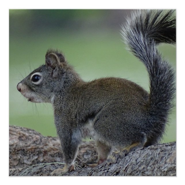 Pôster Esquilo (Frente)