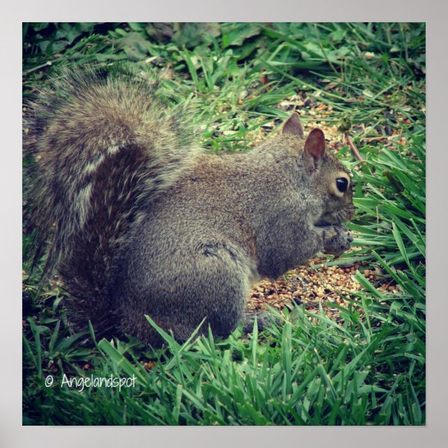 Poster Esquilo Adorável (Frente)